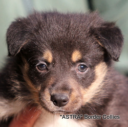 Seal tricolour Male, medium to Rough coat, border collie puppy